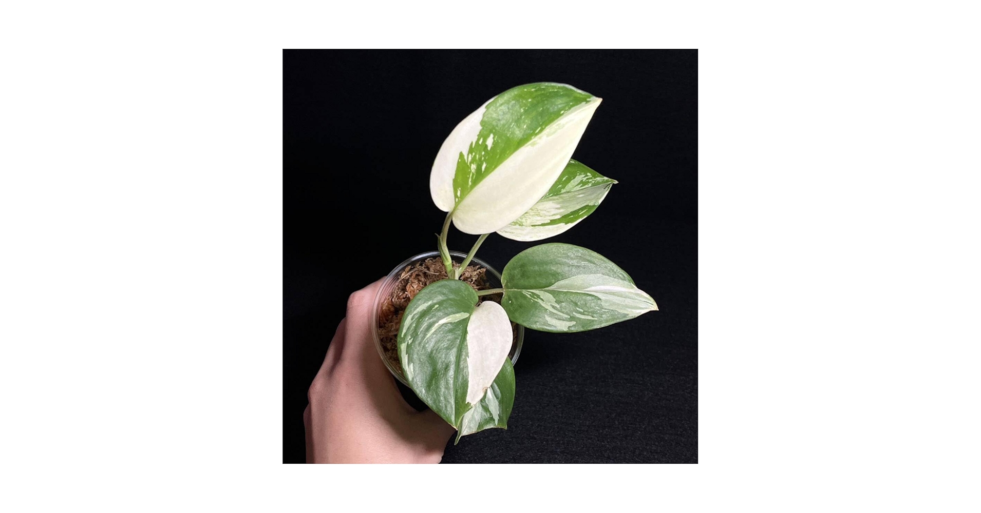 Amazon.co.jp: 1. Scindapsus Treubii Moonlight Variegated